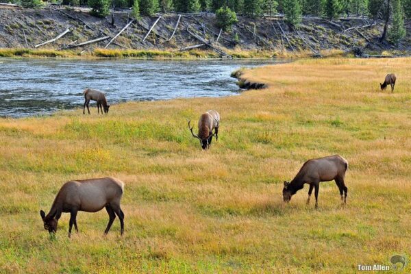 【2CanGo】American West 5-Day Yellowstone Hot Springs Essence Tour - Image 4
