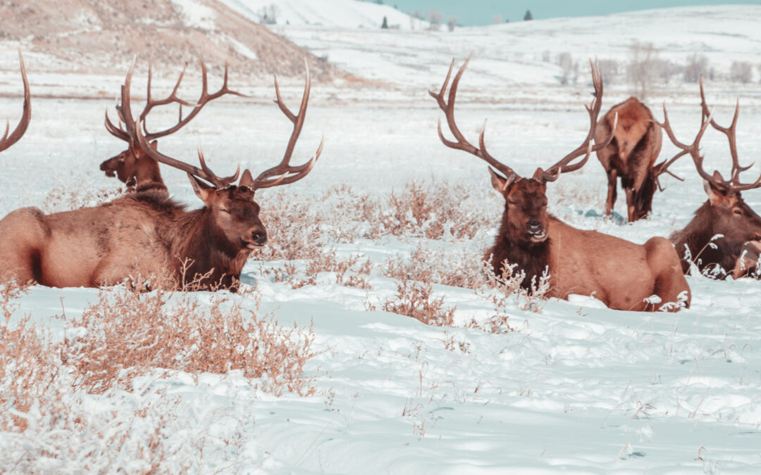 4-Day Winter Yellowstone Tour