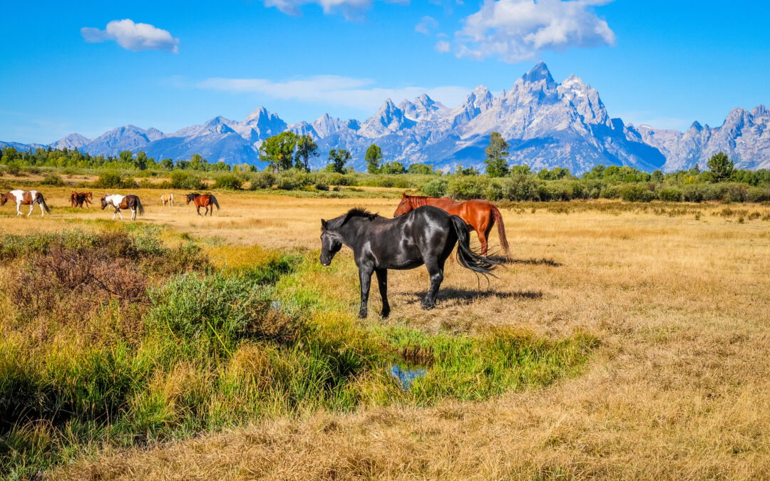 Summer Yellowstone, Grand Teton, and the Grand Circle 9-Day Tour